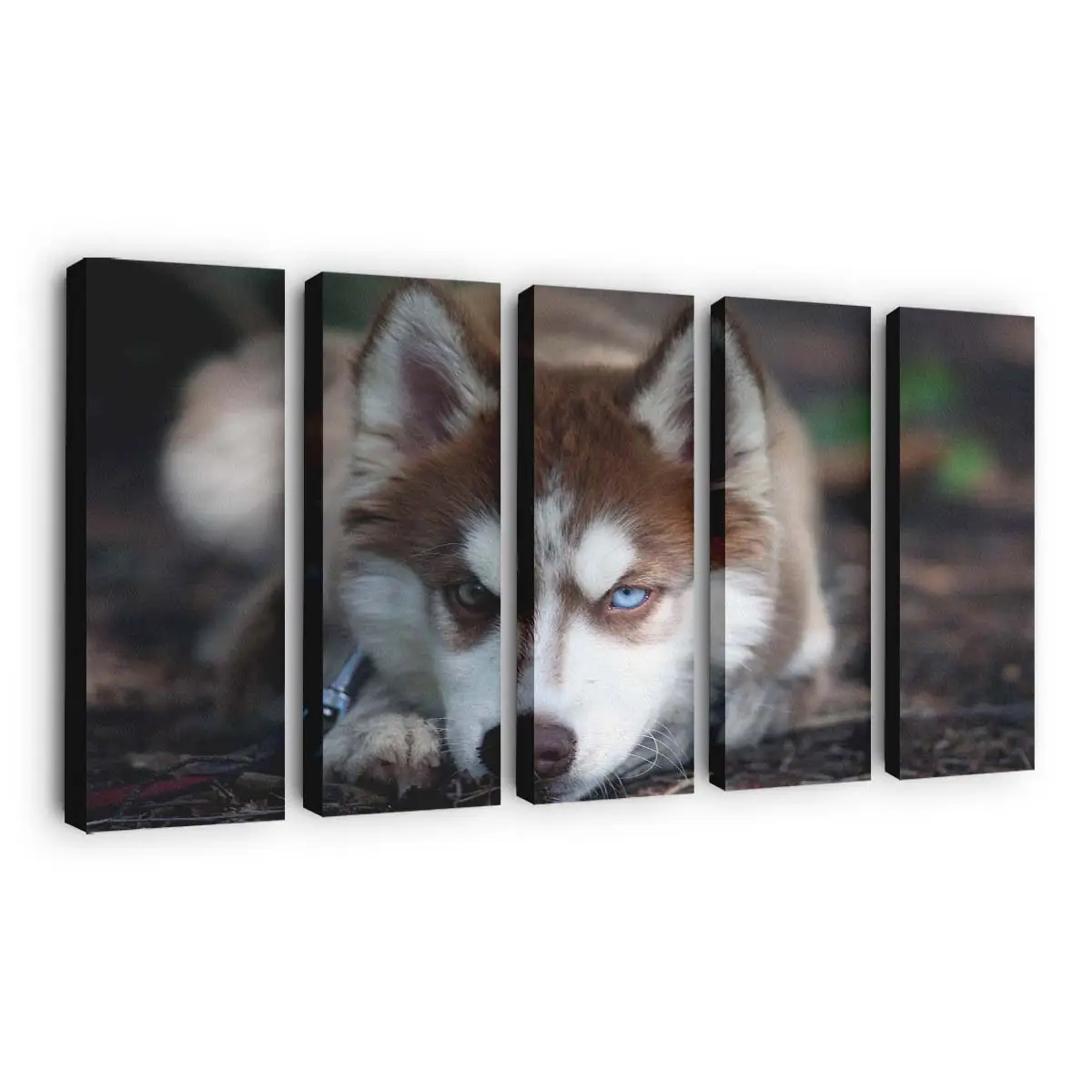 Siberian Husky mit Blauen Augen – Hunde Wandbild