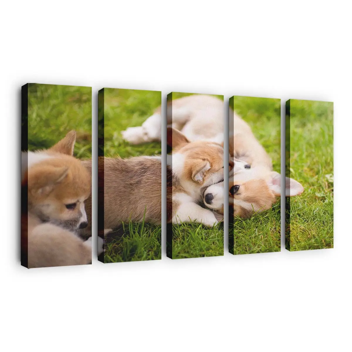 Spielende Corgi Welpen – Welpen Leinwandbild