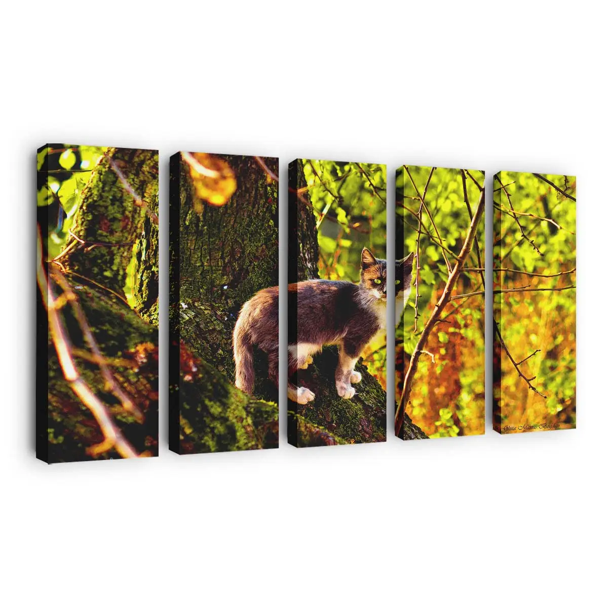 Stolze Hauskatze – Katzenmotiv Leinwandbild