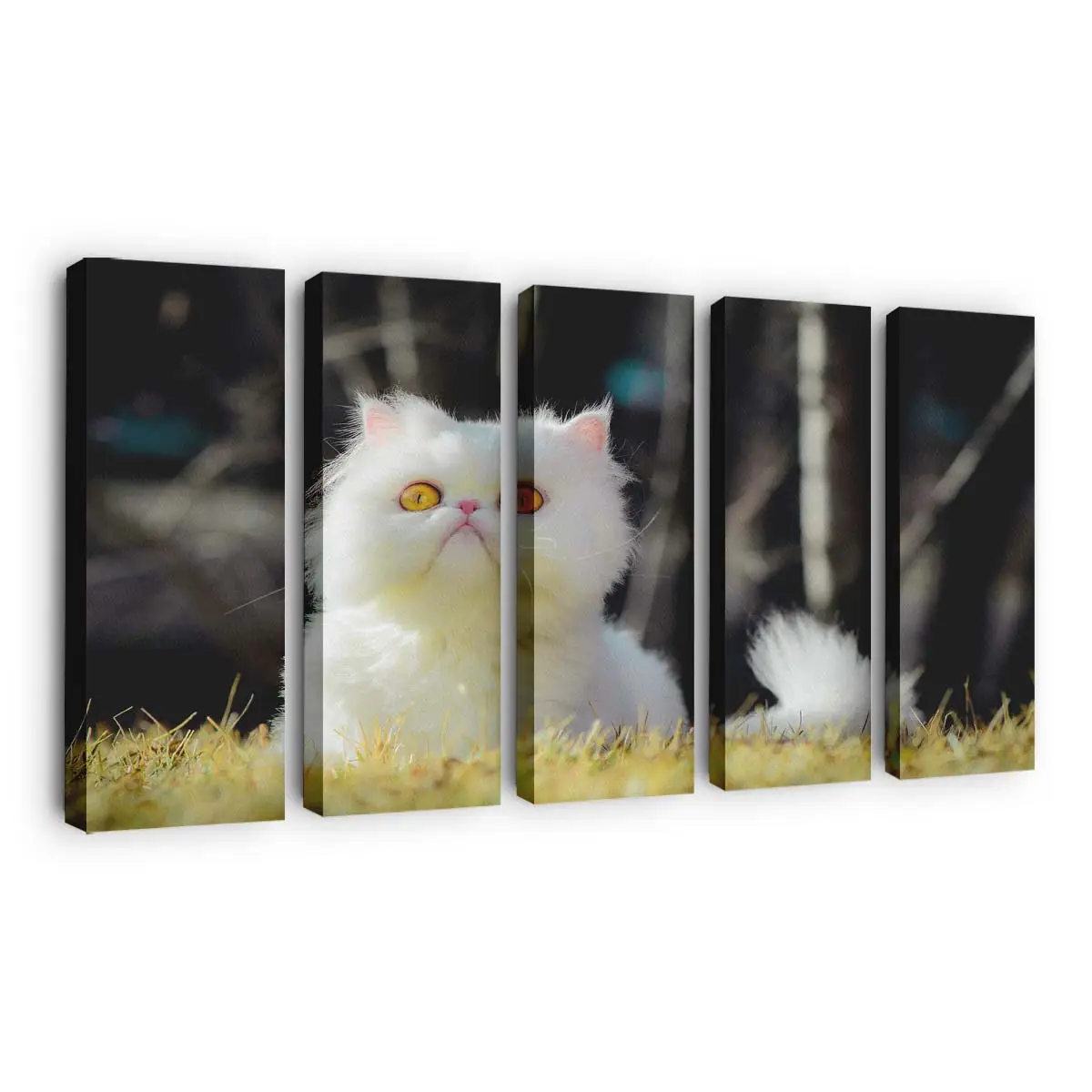 Weiße Perserkatze – Katzenmotiv Leinwandbild