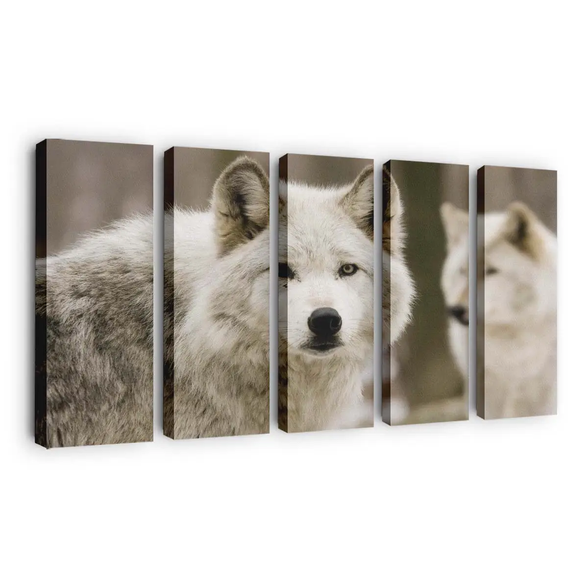 Weiße Wolfshunde in der Natur – Hunde Leinwandbild