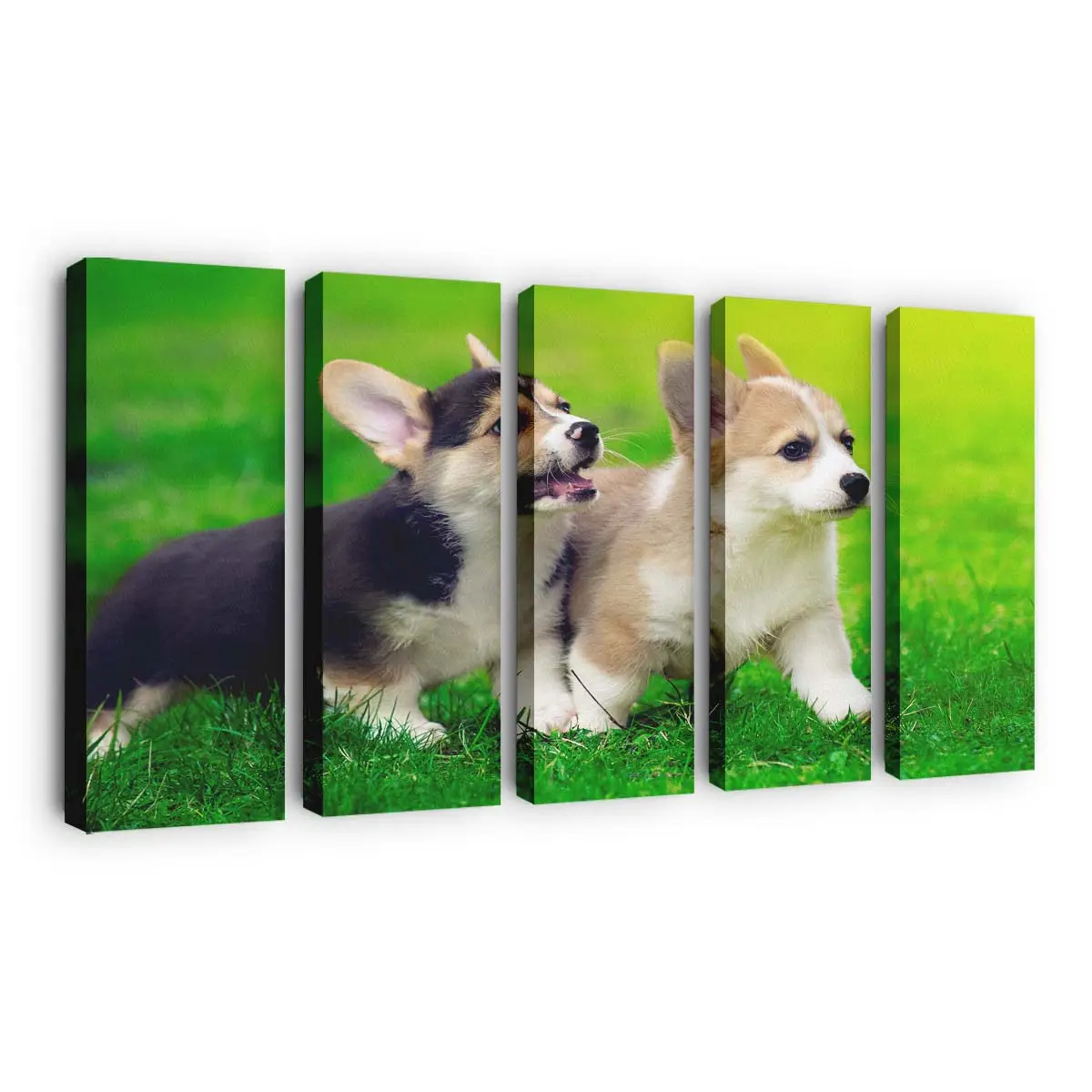 Welsh Corgi Welpen im Park – Welpen Wandbild