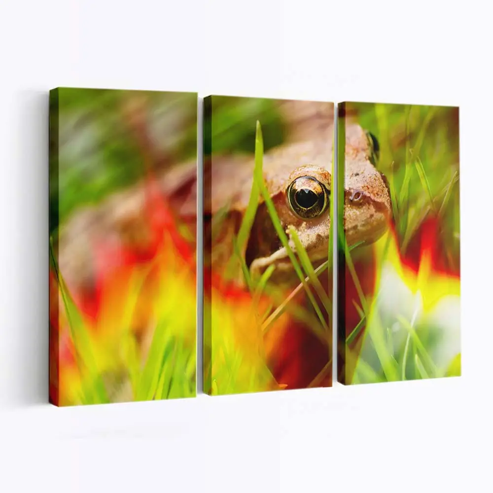 Feuerfrosch in der Natur – Frosch Leinwandbild