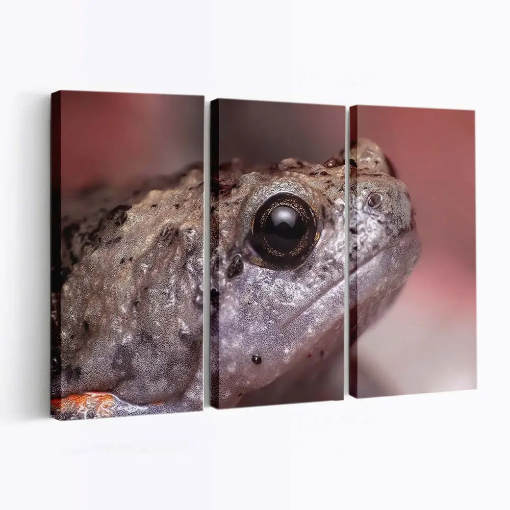 Frosch springt im Feuchtgebiet – Frosch Wandbild