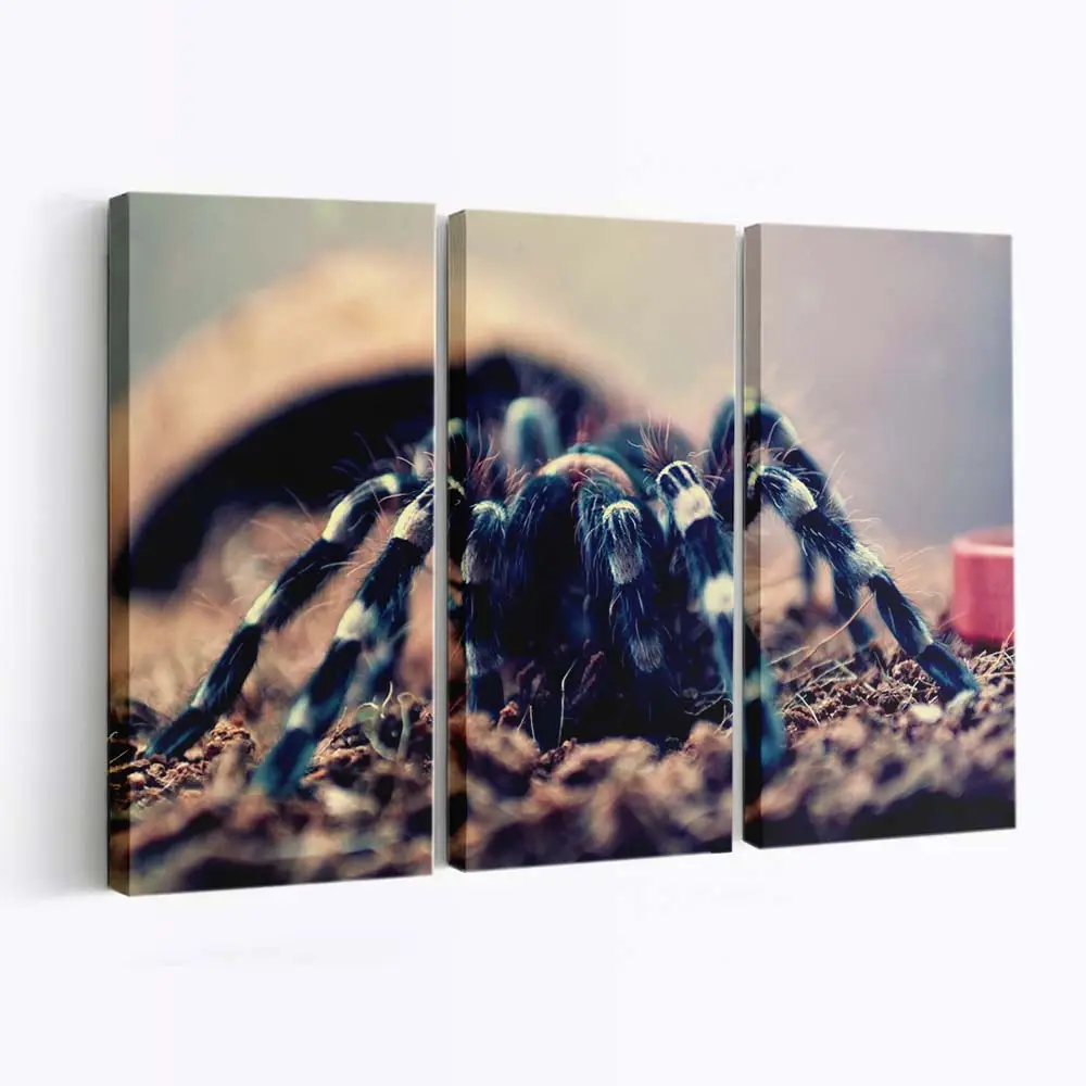 Geniculata Vogelspinne im Makro – Exoten Leinwandbild