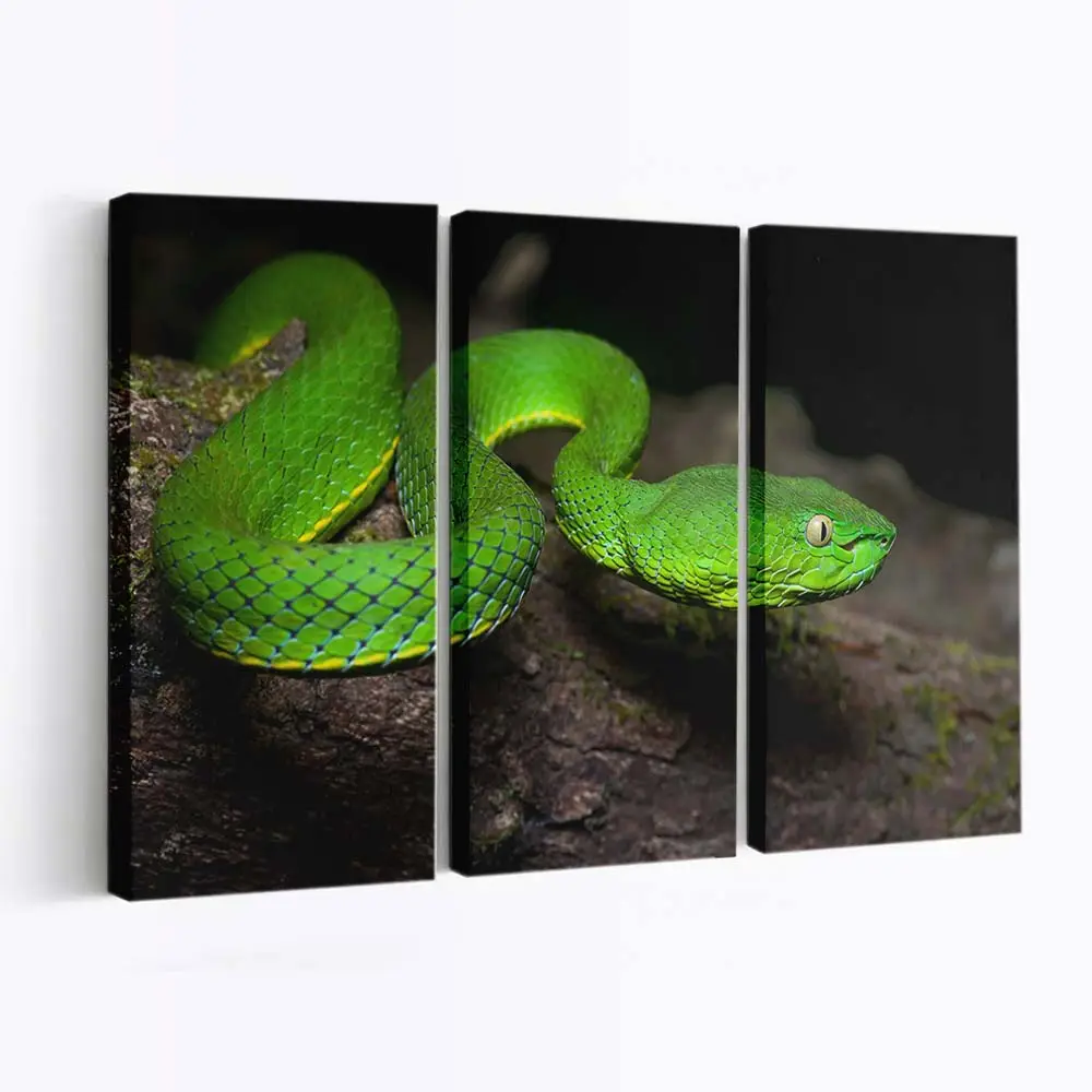 Grüne Vogels-Grubenotter – Schlange Wandbild