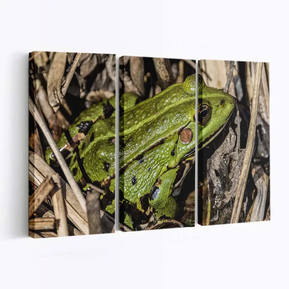 Grüner Frosch im hohen Gras – Frosch Wandbild