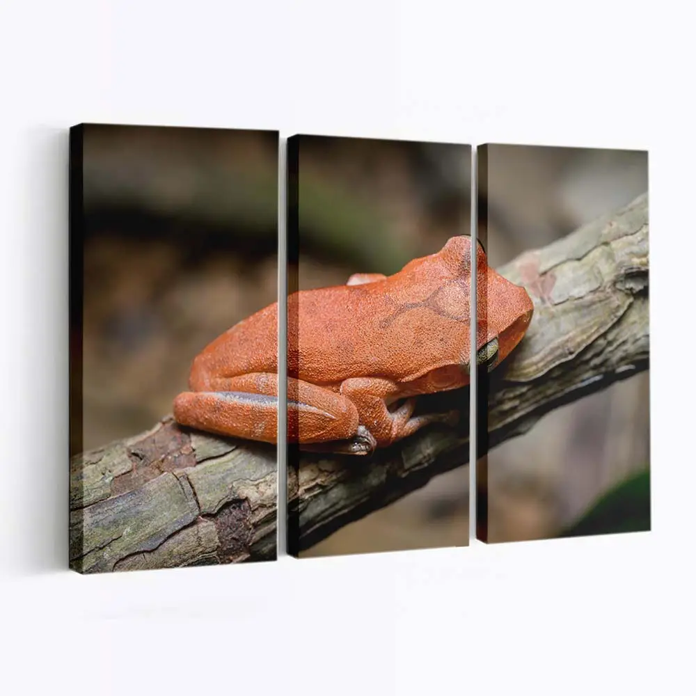 Grüner Laubfrosch im Dschungel – Frosch Leinwandbild