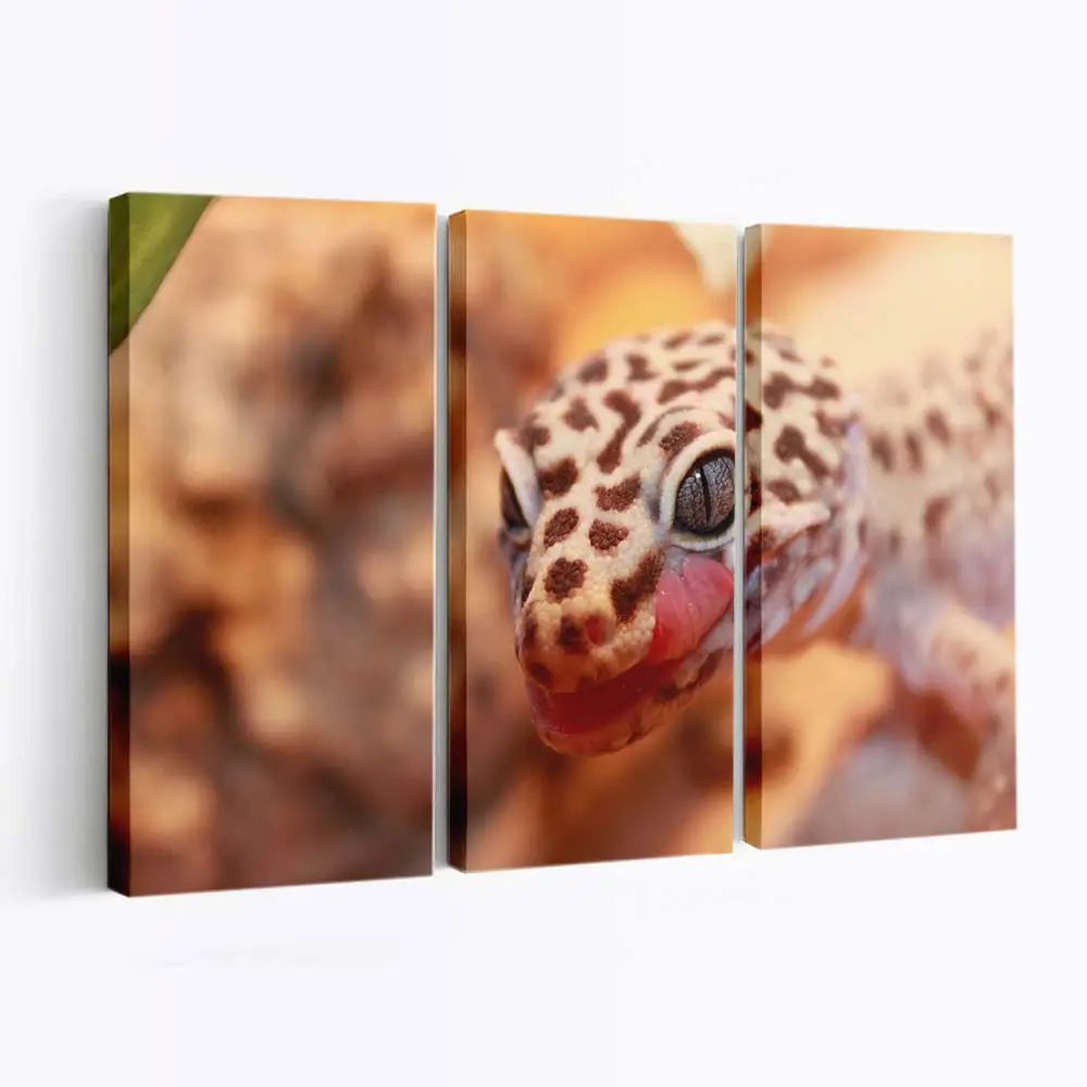Leopardgecko in Nahaufnahme – Gecko Wandbild