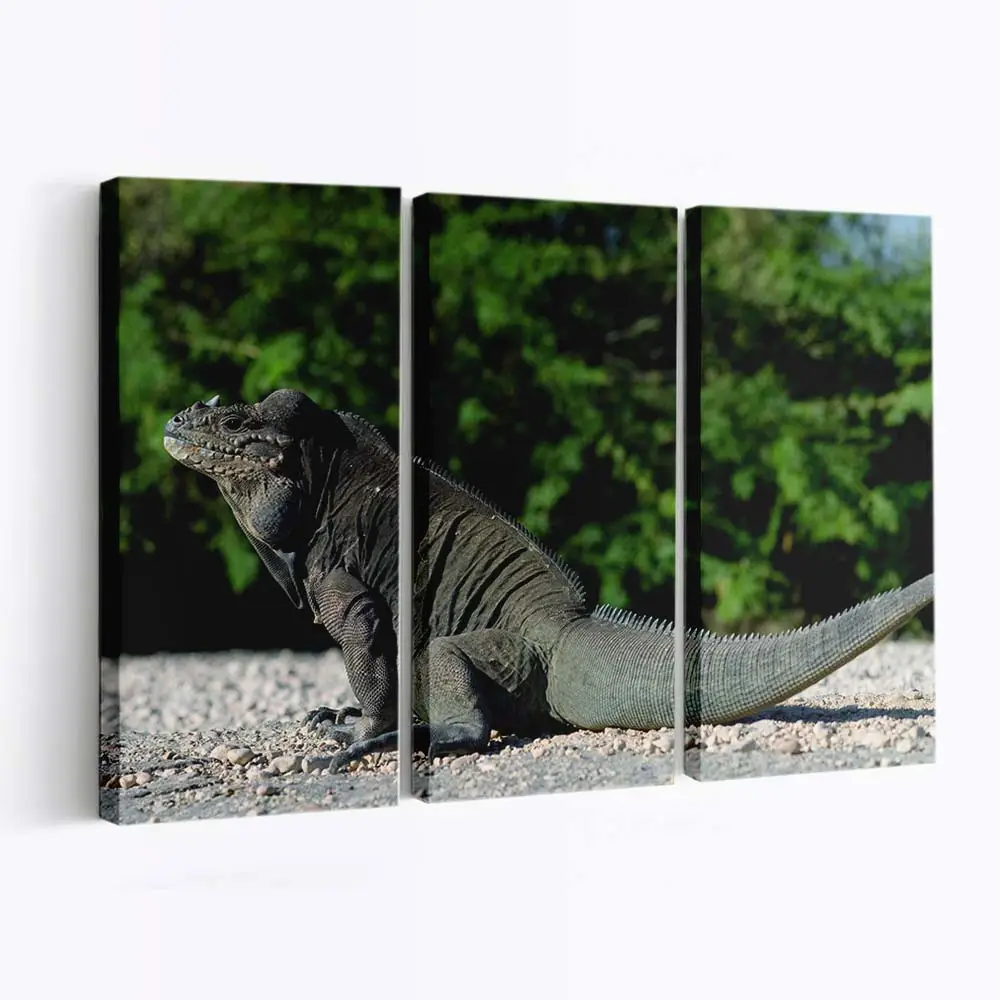 Porträt einer bunten Eidechse in Nahaufnahme – Gecko Wandbild