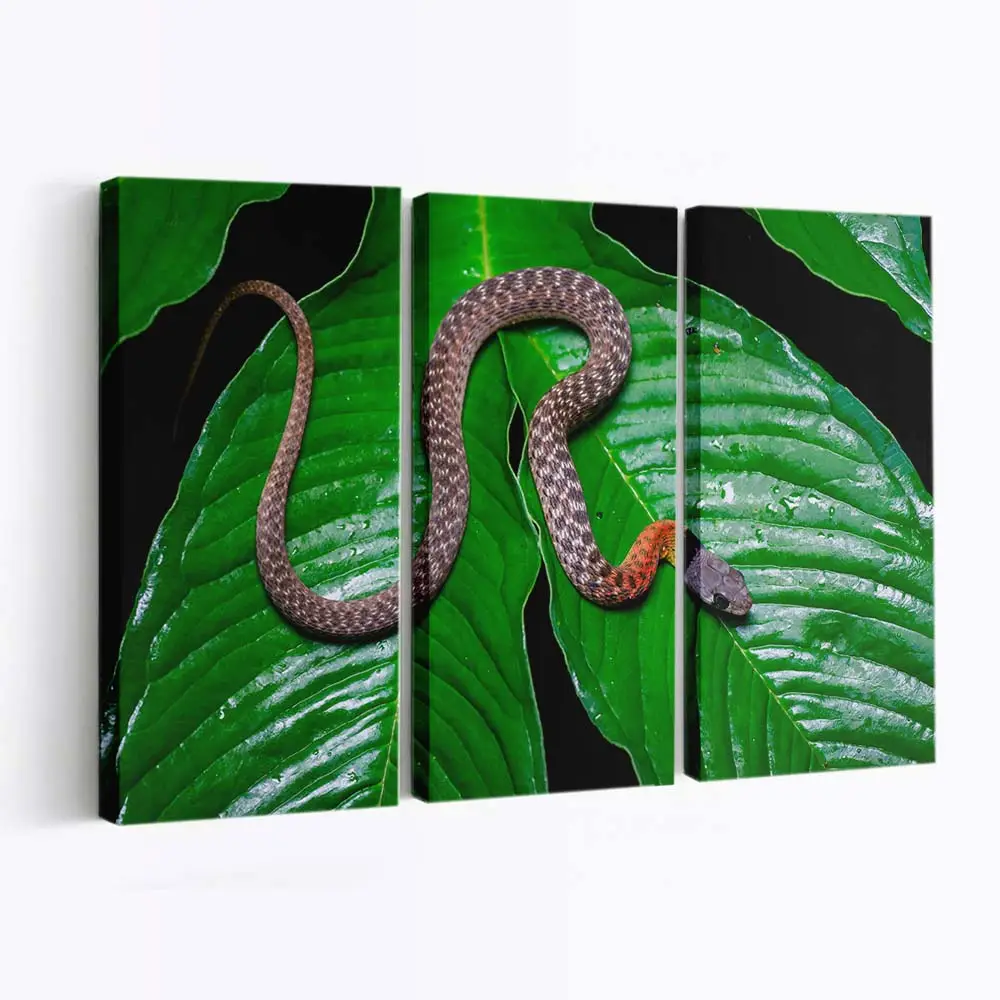 Rotnackige Keelback Schlange im Regenwald – Schlange Wandbild