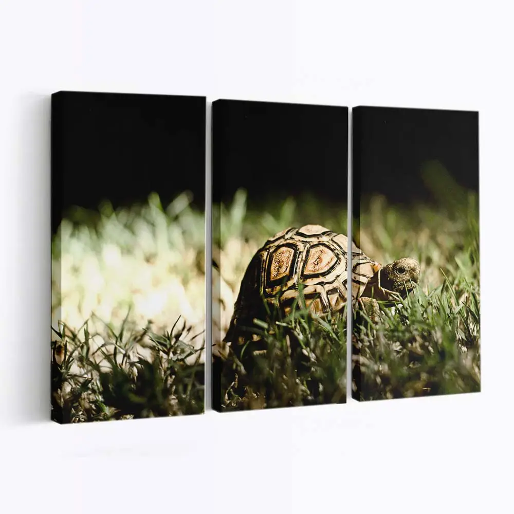Schildkröte schwimmt im Ozean – Schildkröten Leinwandbild