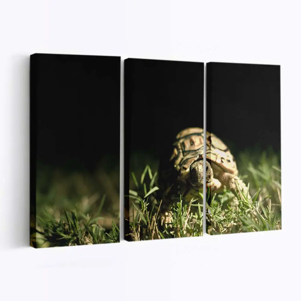 Schildkrötenkopf im Makro – Schildkröten Wandbild