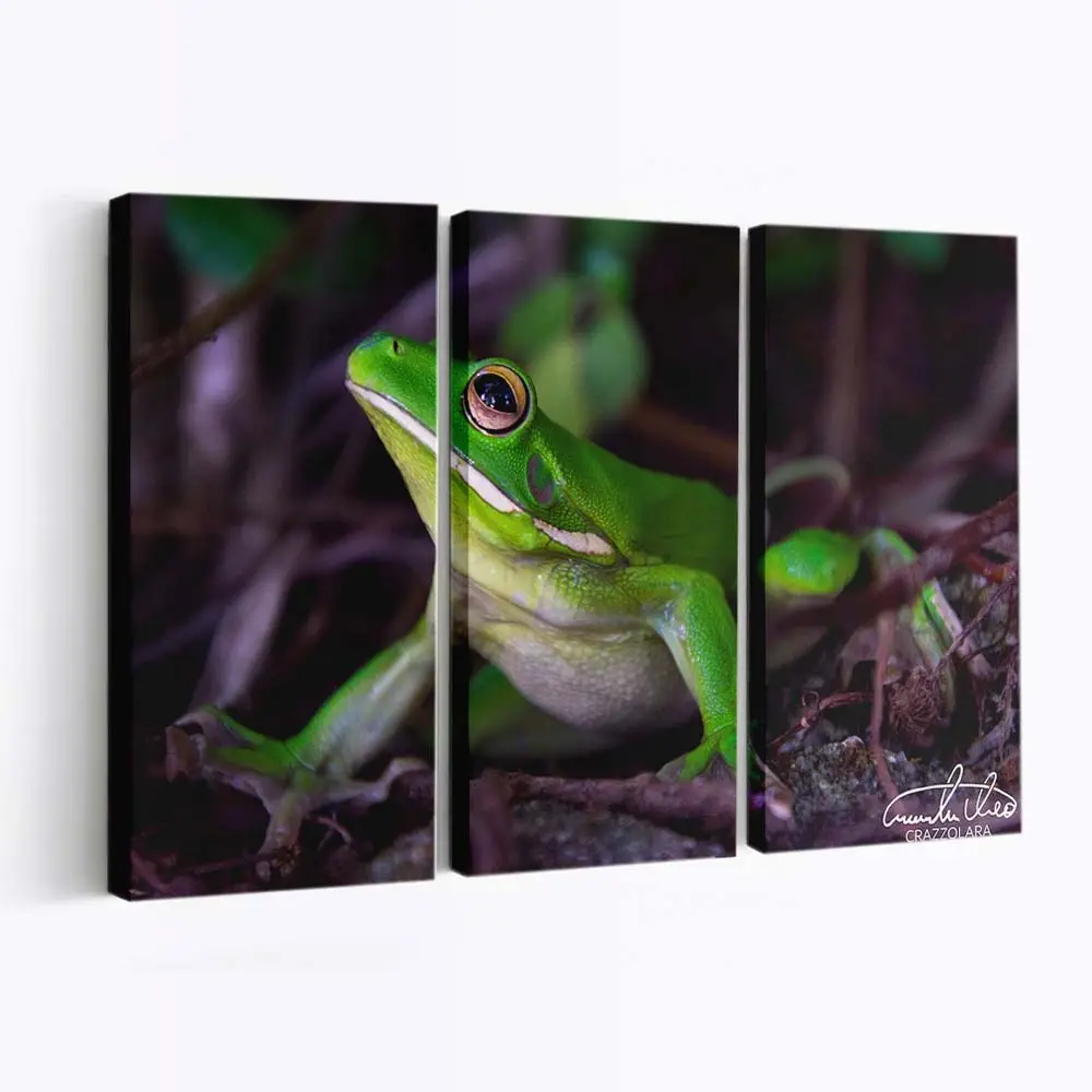 Weißlippiger Laubfrosch im Fine-Art-Porträt – Frosch Wandbild