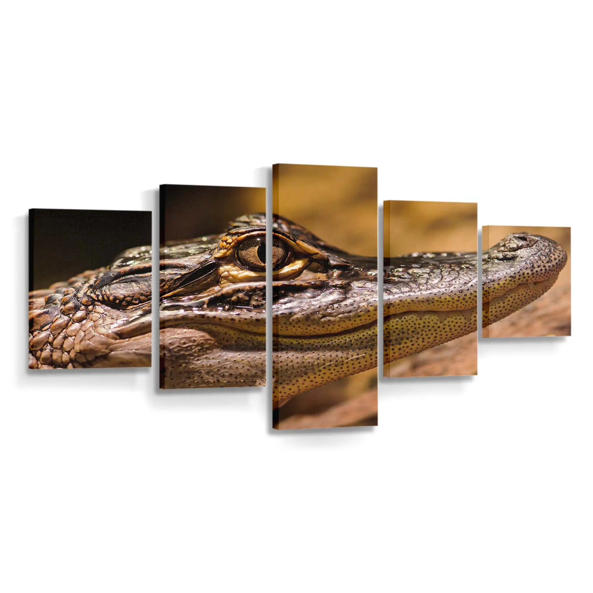 Amerikanischer Alligator sonnt sich im Sumpf – Alligator Wandbild
