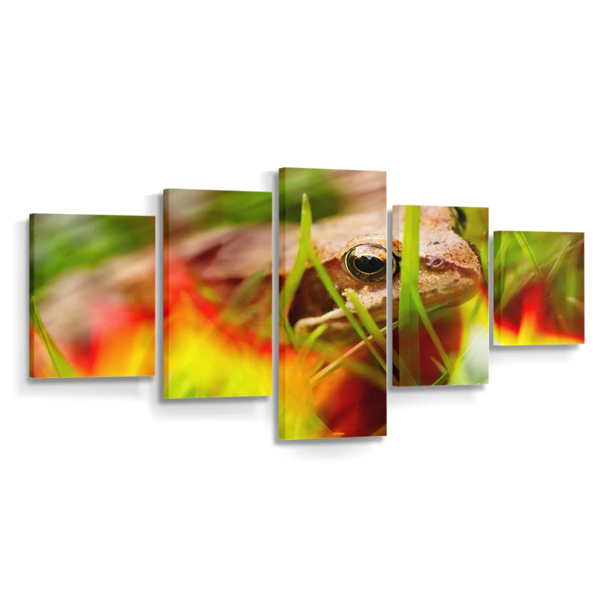 Feuerfrosch in der Natur – Frosch Leinwandbild