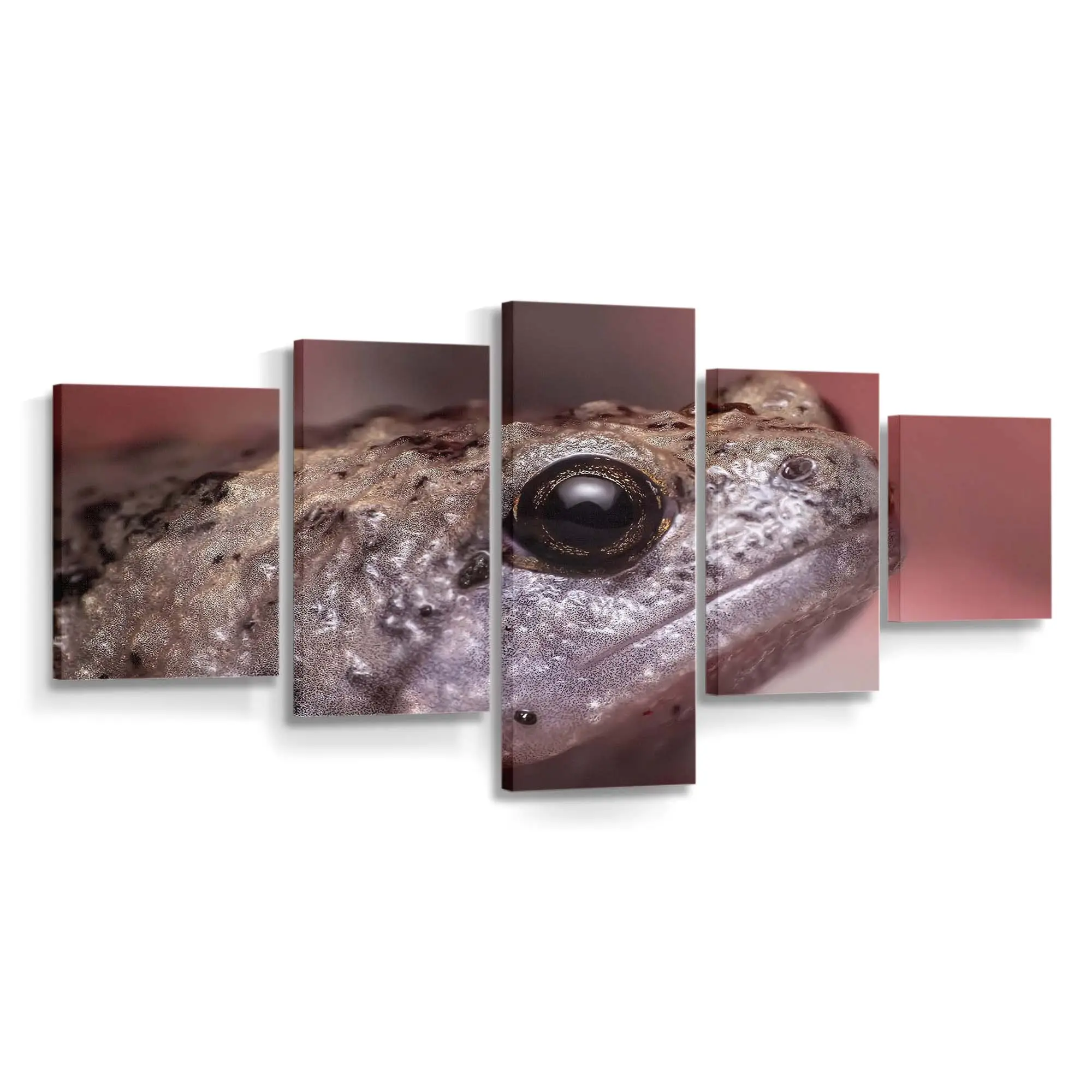 Frosch springt im Feuchtgebiet – Frosch Wandbild