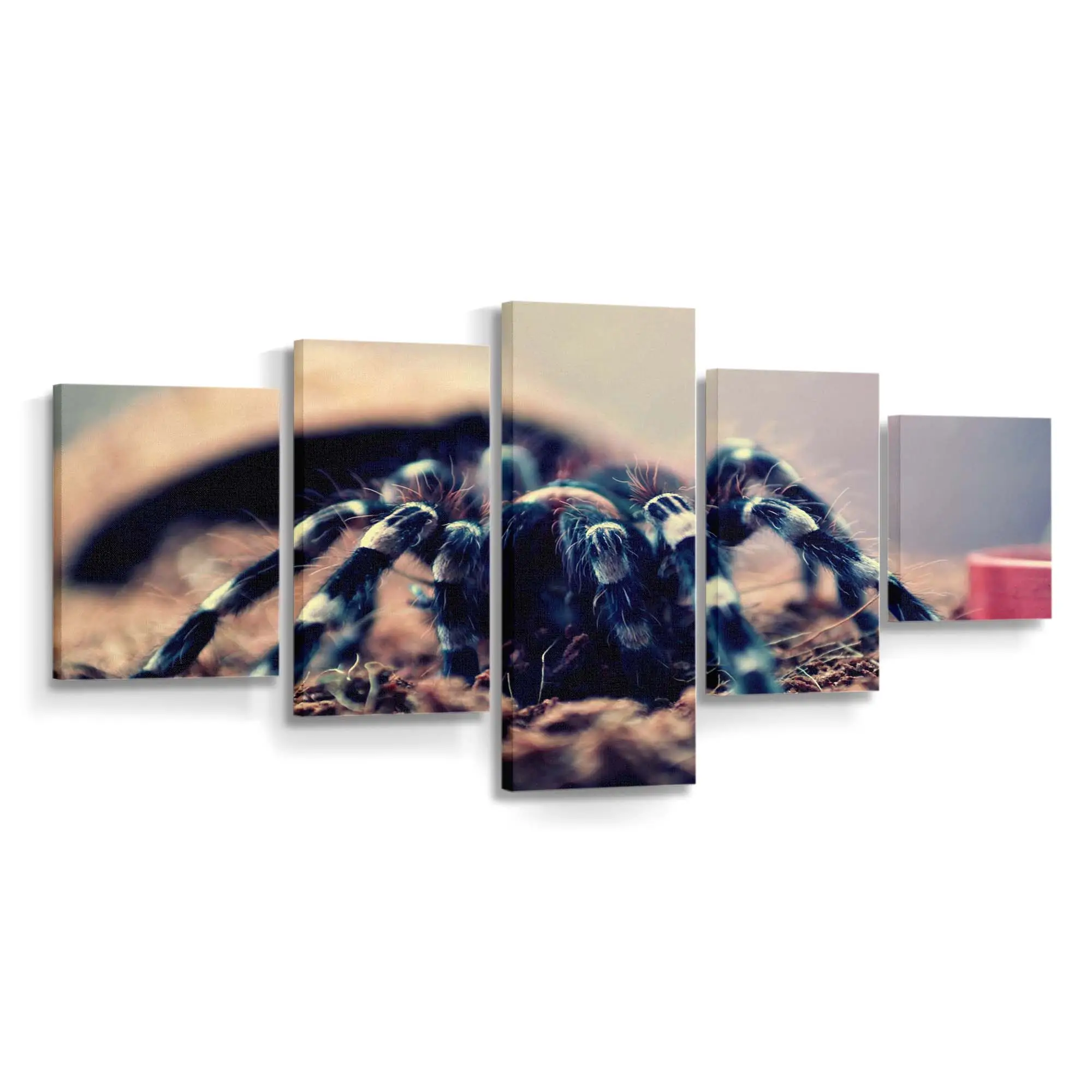 Geniculata Vogelspinne im Makro – Exoten Leinwandbild