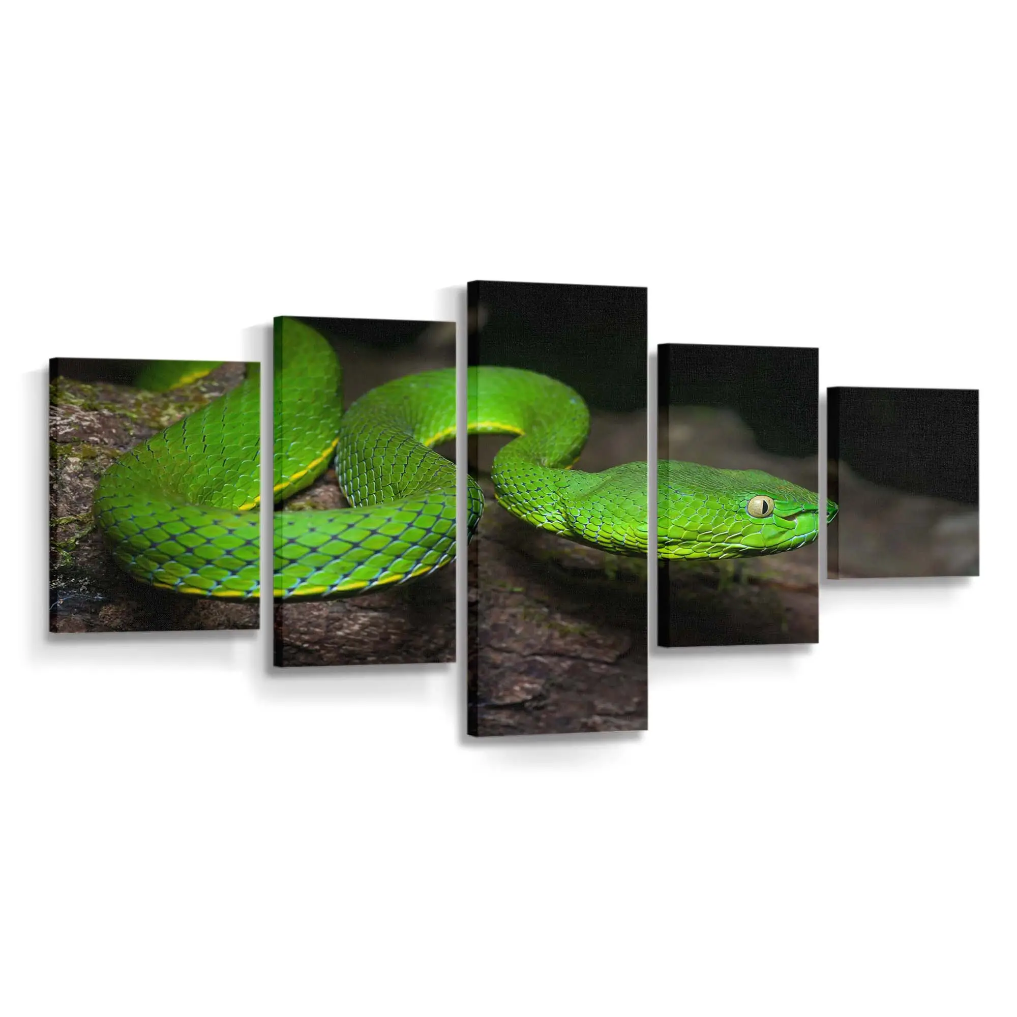 Grüne Vogels-Grubenotter – Schlange Wandbild