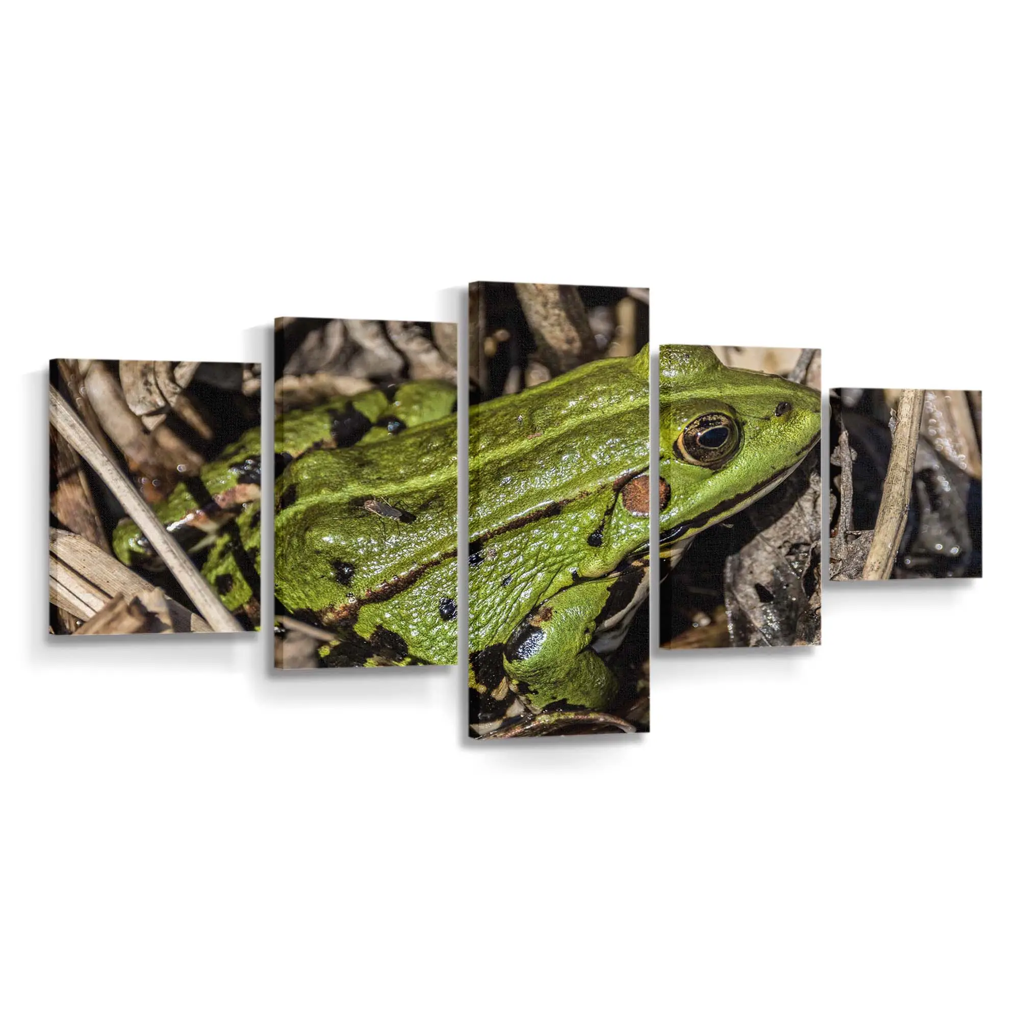 Grüner Frosch im hohen Gras – Frosch Wandbild
