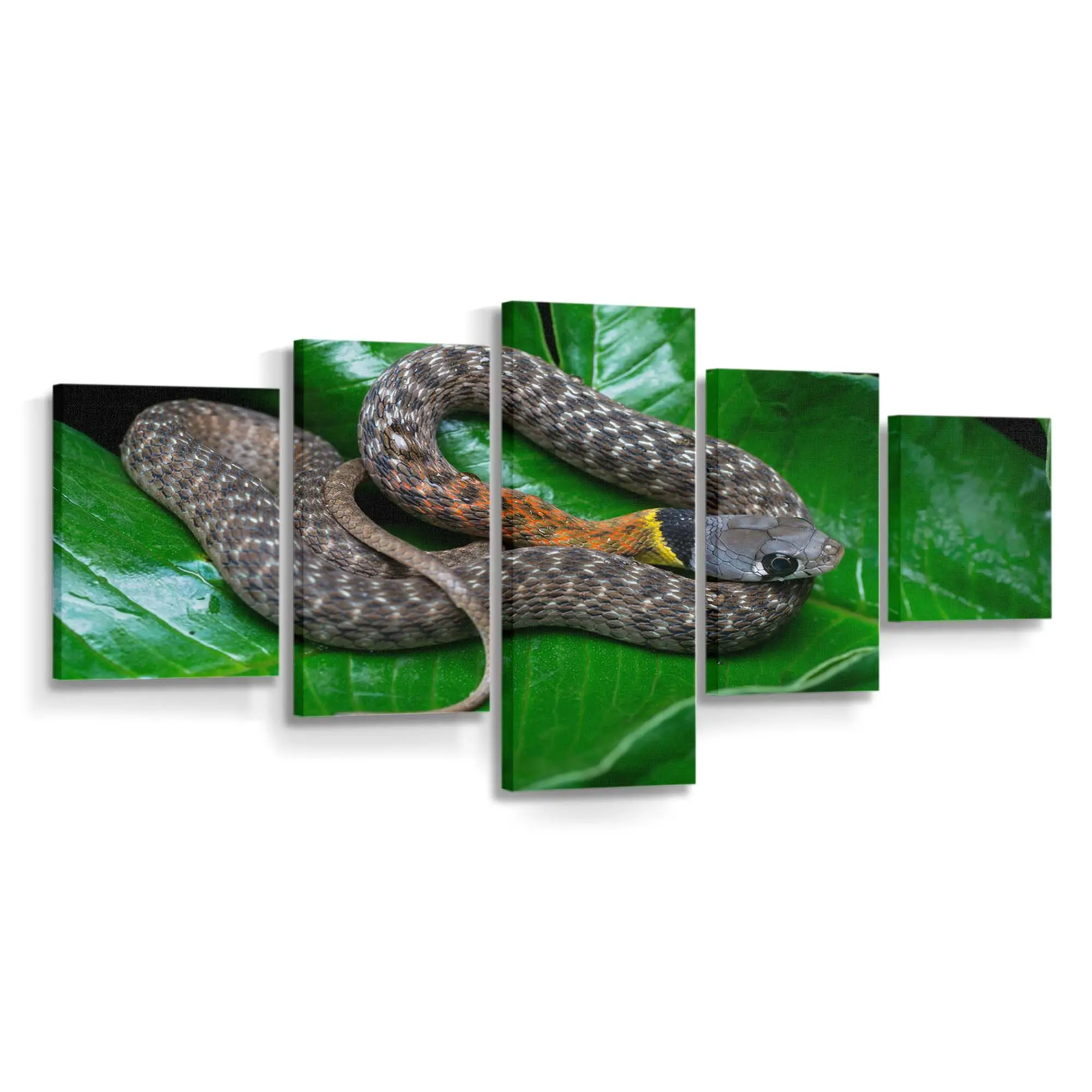 Rotnackige Keelback Schlange – Schlange Wandbild