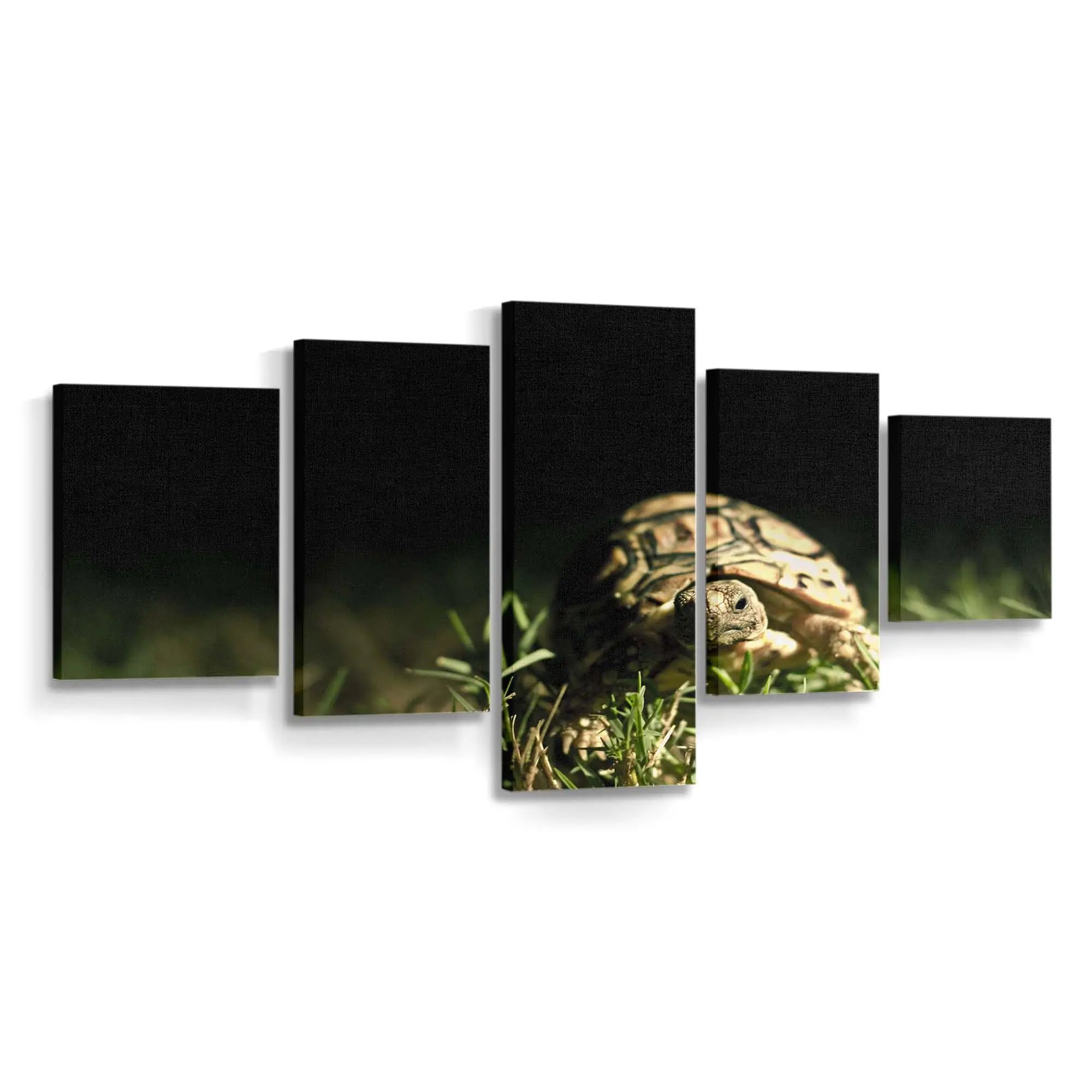 Schildkrötenkopf im Makro – Schildkröten Wandbild