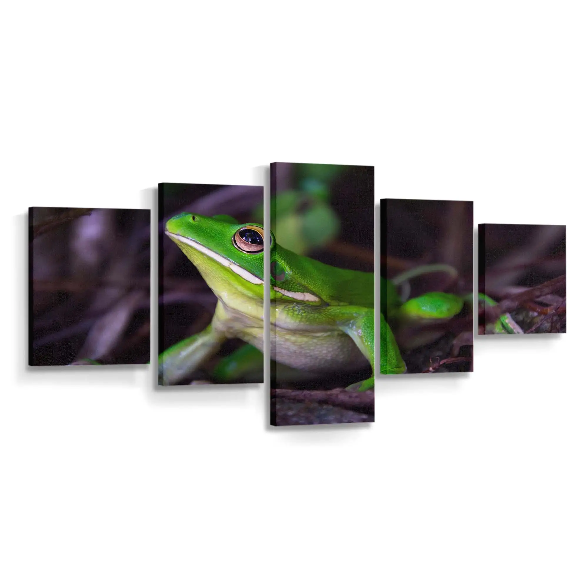 Weißlippiger Laubfrosch im Fine-Art-Porträt – Frosch Wandbild