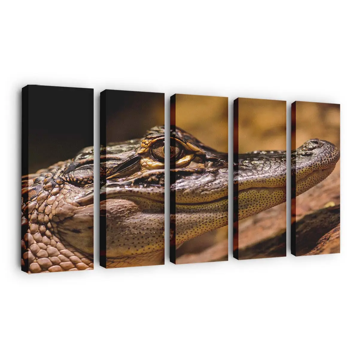 Amerikanischer Alligator sonnt sich im Sumpf – Alligator Wandbild