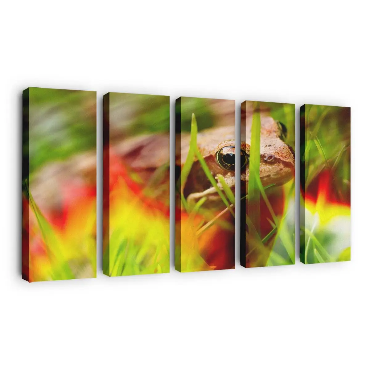 Feuerfrosch in der Natur – Frosch Leinwandbild