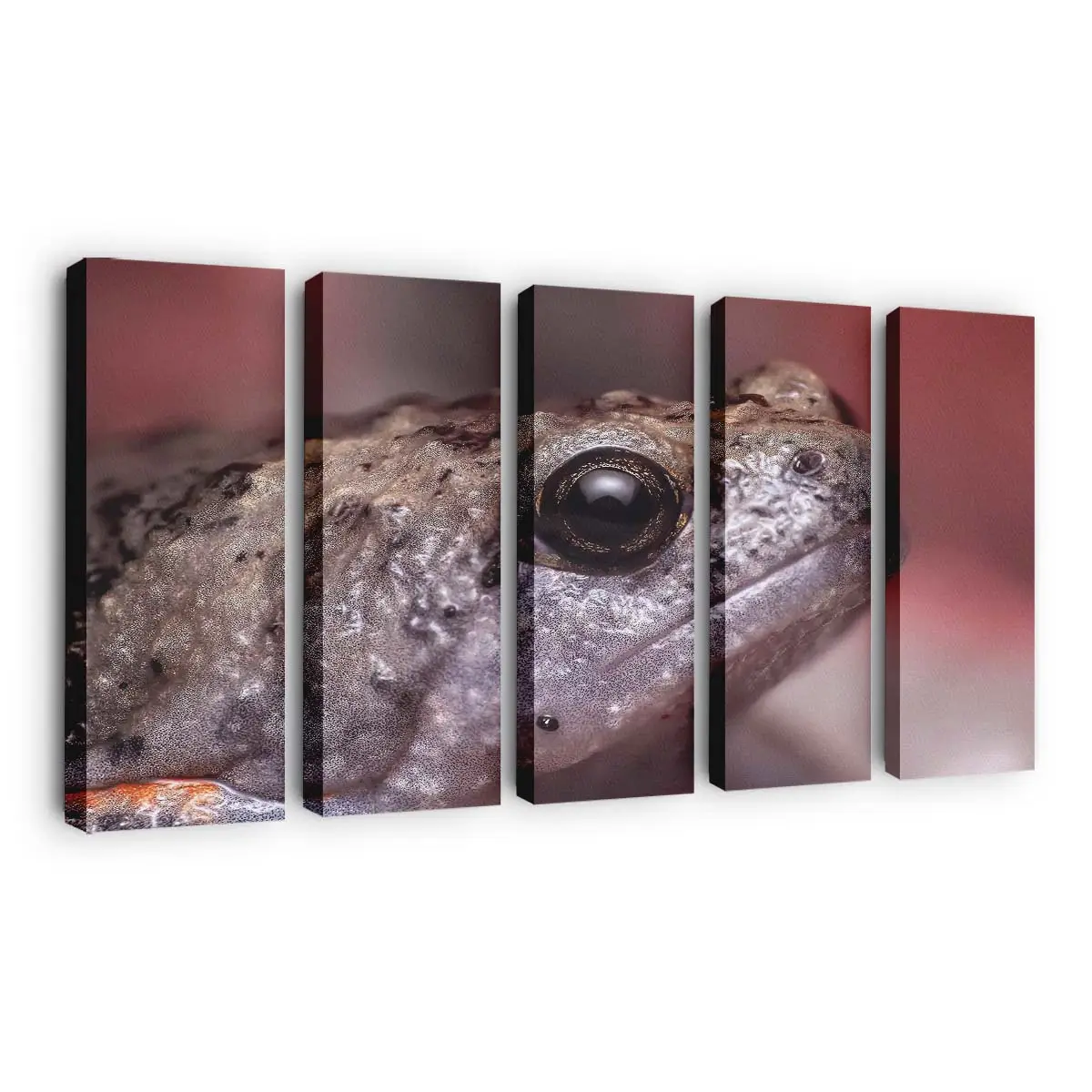 Frosch springt im Feuchtgebiet – Frosch Wandbild