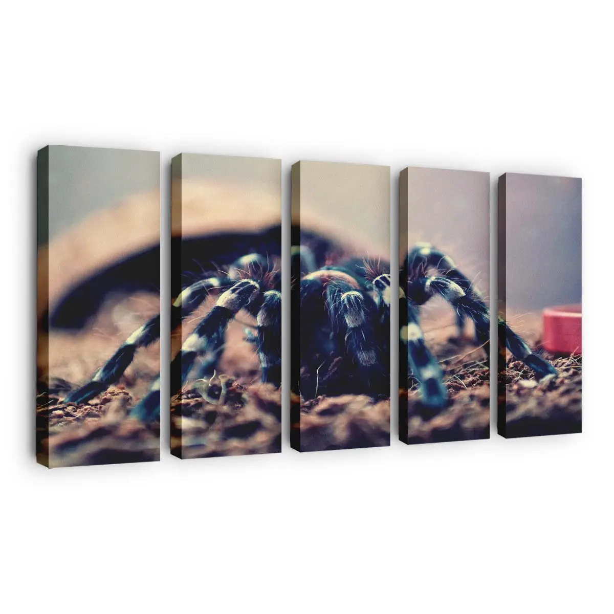 Geniculata Vogelspinne im Makro – Exoten Leinwandbild