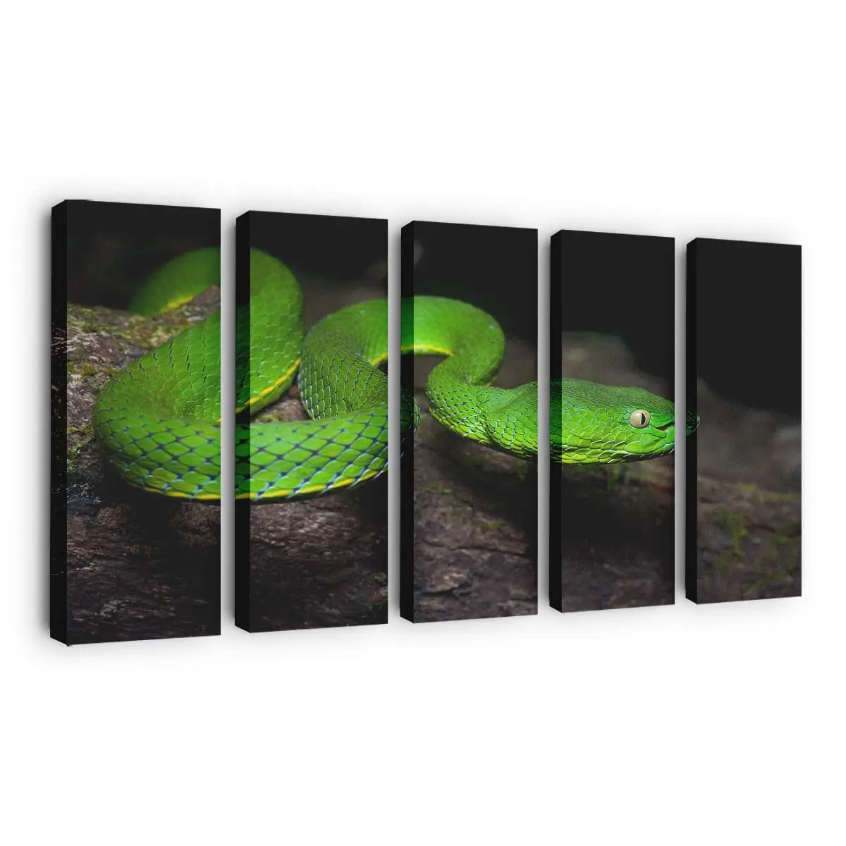 Grüne Vogels-Grubenotter – Schlange Wandbild