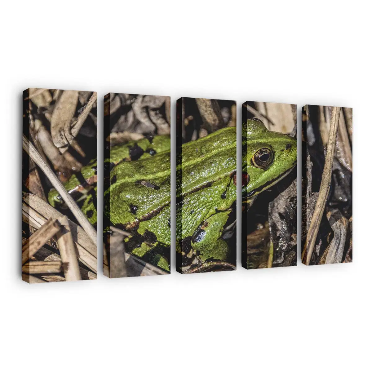 Grüner Frosch im hohen Gras – Frosch Wandbild