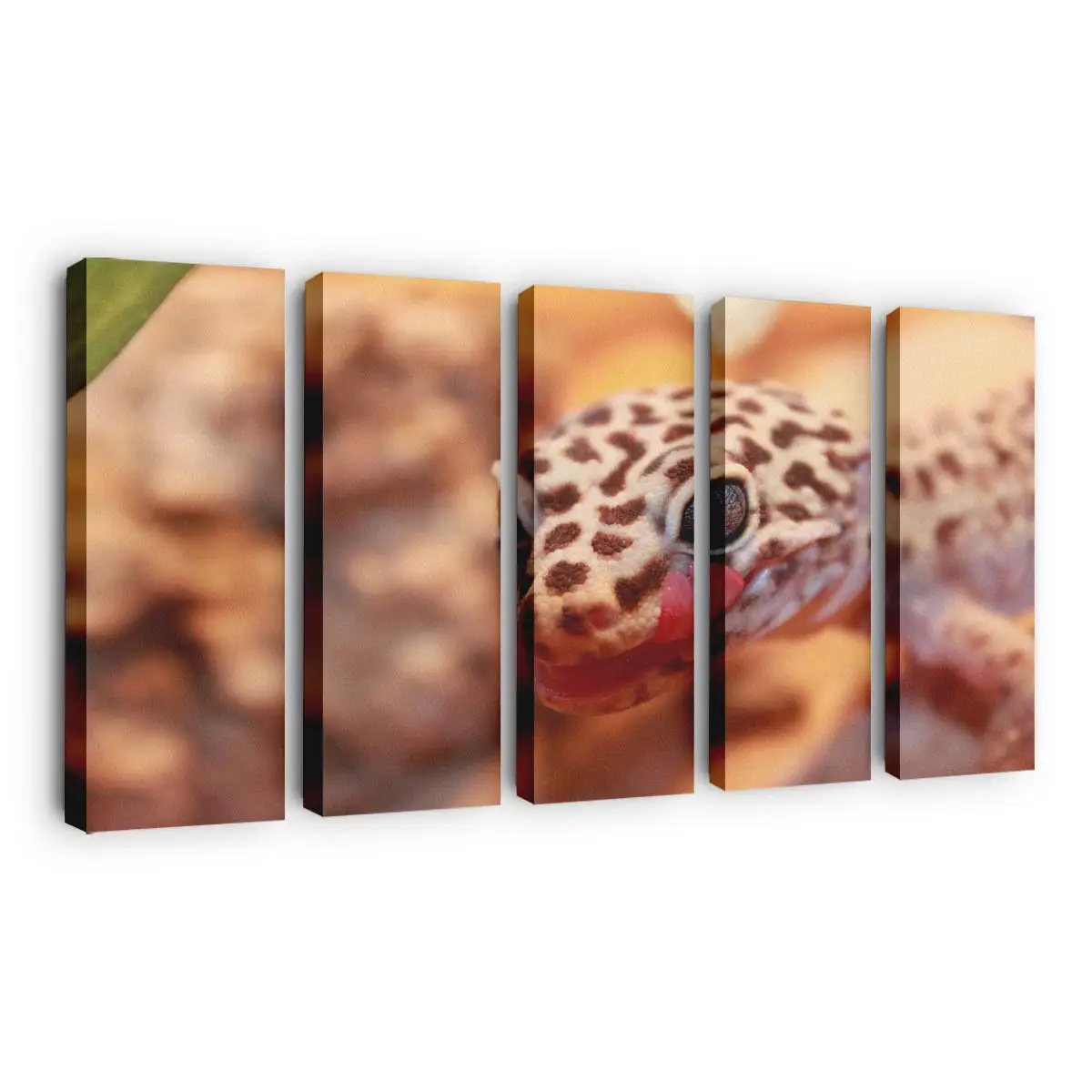 Leopardgecko in Nahaufnahme – Gecko Wandbild
