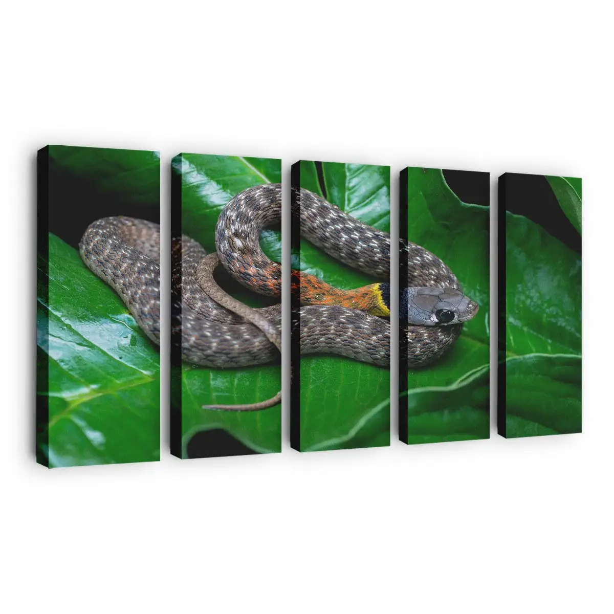 Rotnackige Keelback Schlange – Schlange Wandbild
