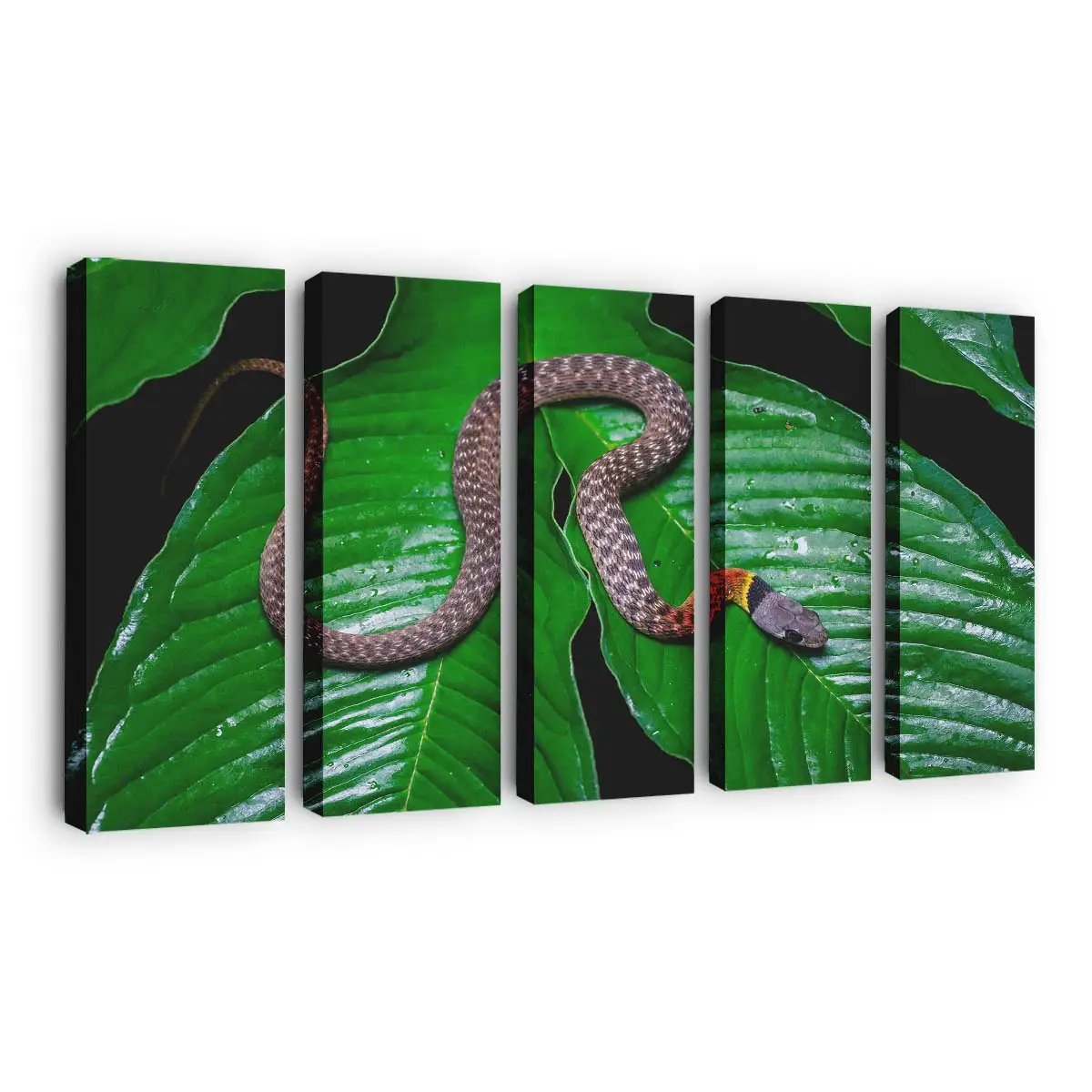 Rotnackige Keelback Schlange im Regenwald – Schlange Wandbild