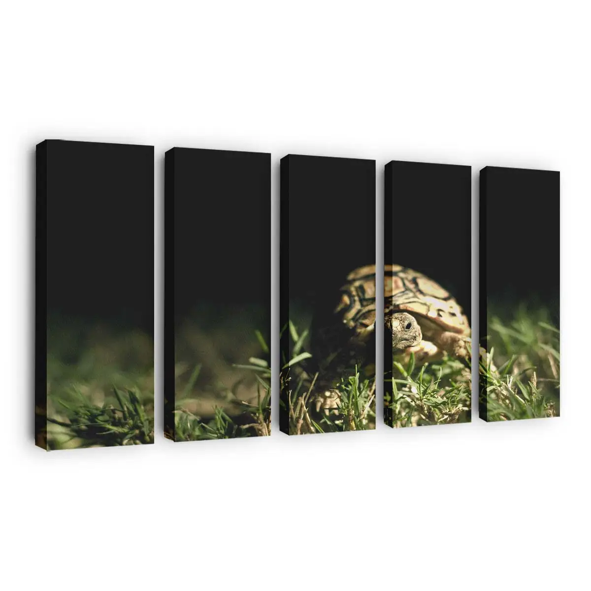 Schildkrötenkopf im Makro – Schildkröten Wandbild