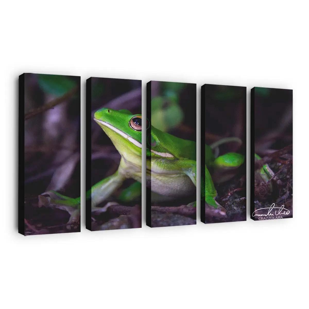 Weißlippiger Laubfrosch im Fine-Art-Porträt – Frosch Wandbild