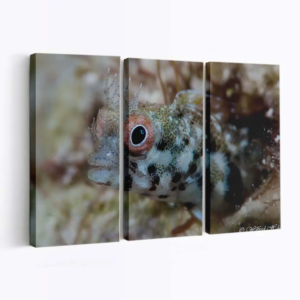 Bunte Fische unter Wasser in Key Largo – Meeresfisch Wandbild