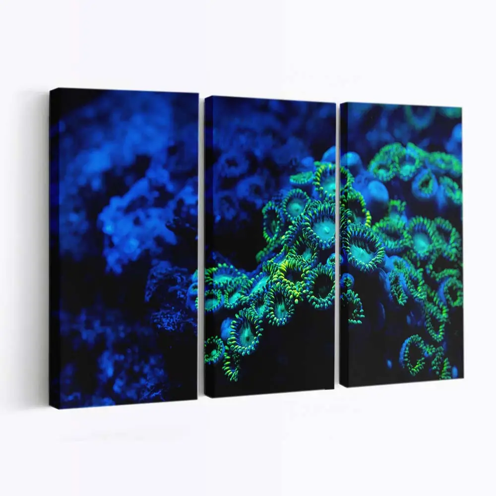 Bunte Krustenanemone in Unterwasser-Makro – Seeanemone Leinwandbild