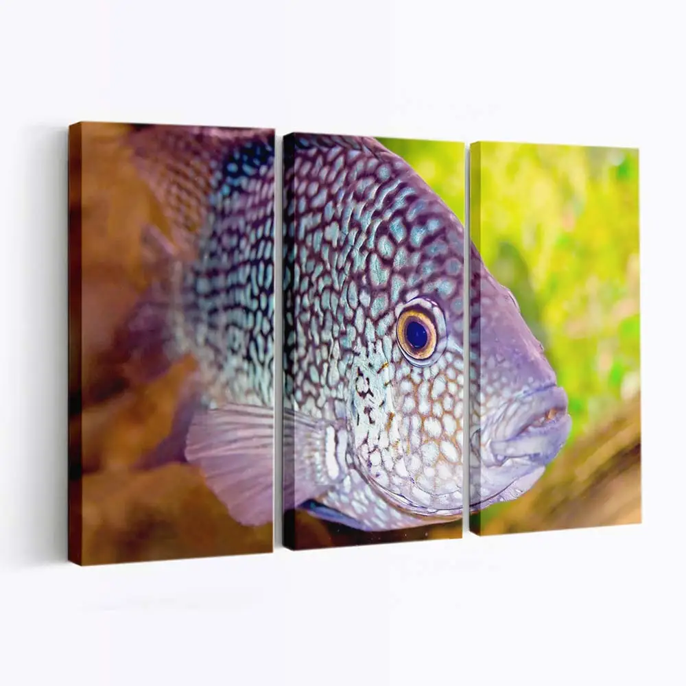 Bunter Meeresfisch im klaren Aquarium – Aquarium Leinwandbild