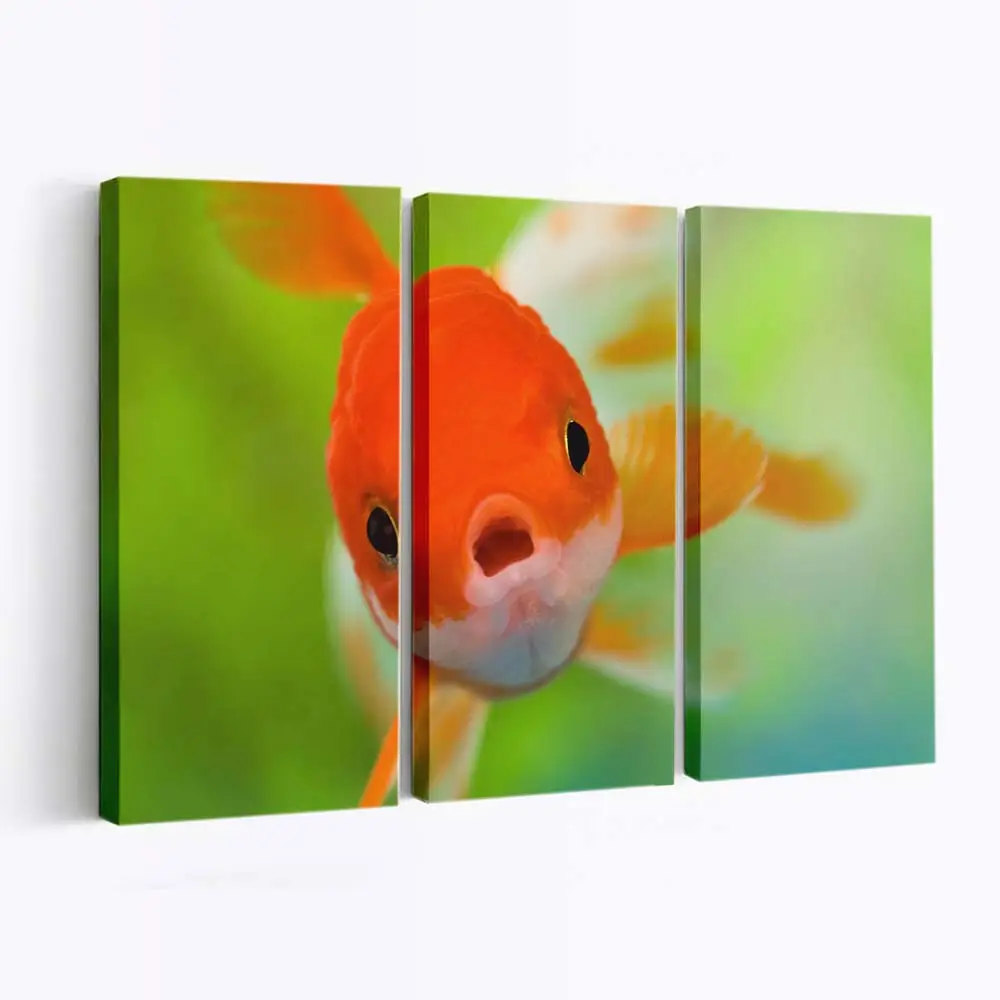 Geschocktes Fischgesicht – Fisch Leinwandbild