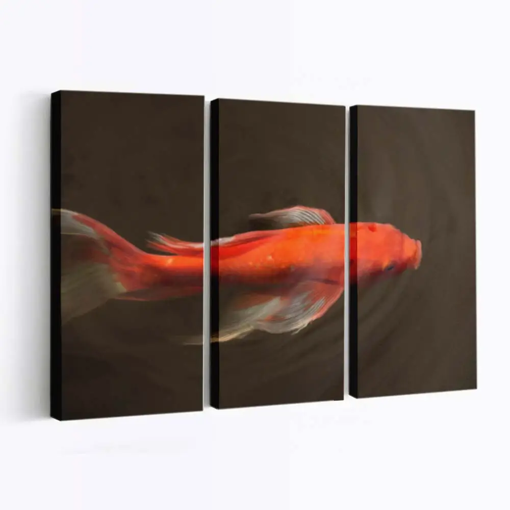 Goldener Koi gleitet durchs Wasser – Koi Leinwandbild