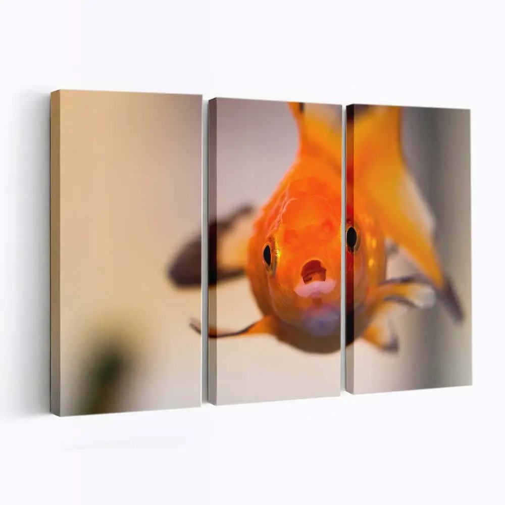 Goldfisch mit Besorgtem Gesichtsausdruck – Goldfisch Leinwandbild