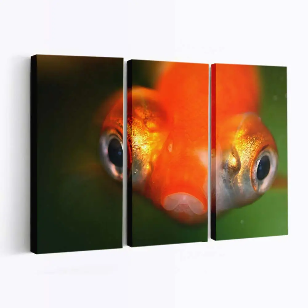 Goldfisch mit Glubschaugen in Nahaufnahme – Goldfisch Leinwandbild