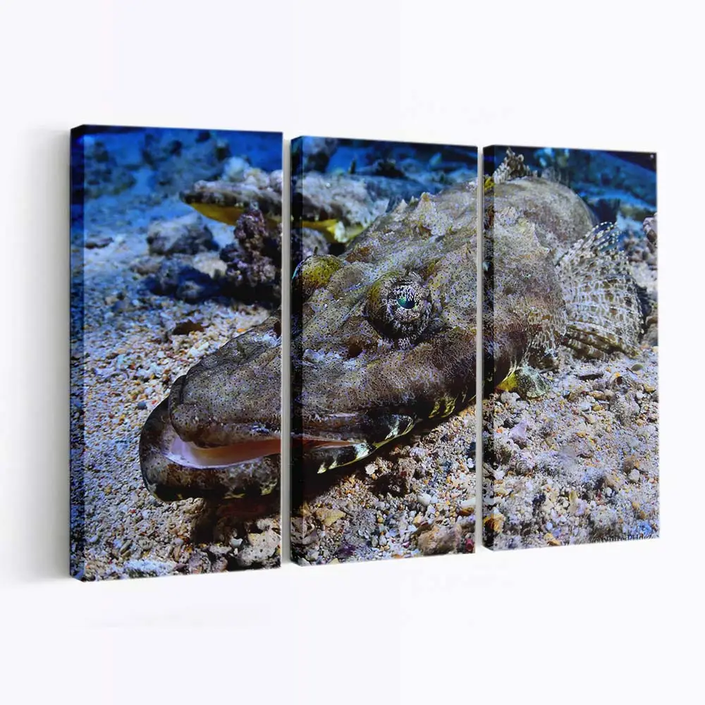 Krokodilfisch in Nahaufnahme – Fisch Leinwandbild
