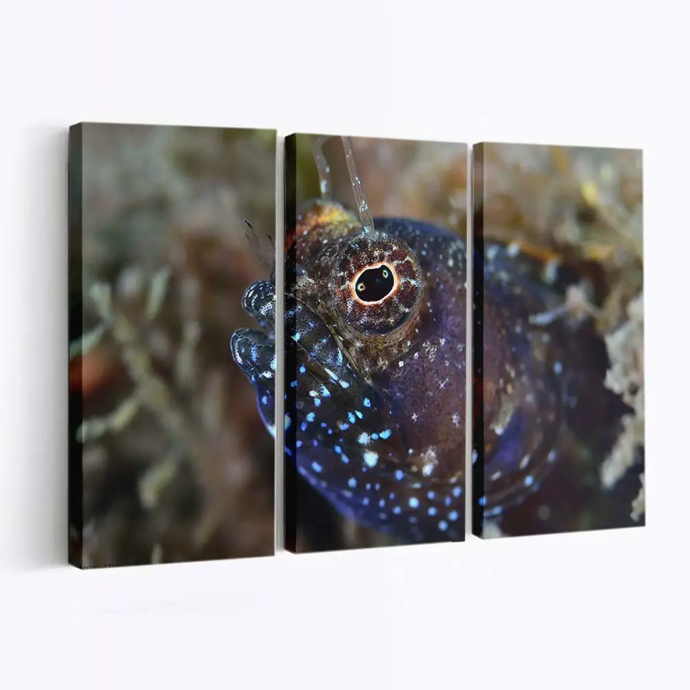 Makro-Porträt eines Rifffisches – Korallenriff Leinwandbild