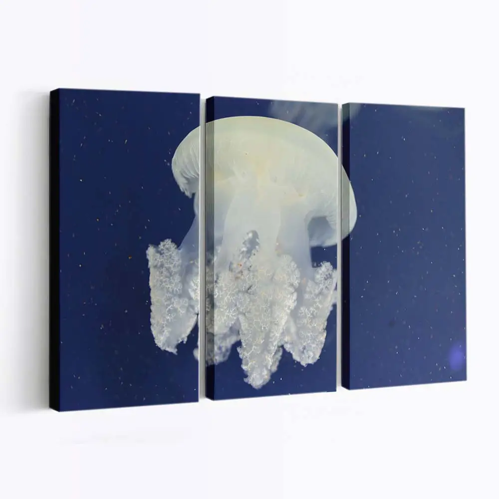 Medusenqualle im Makro-Porträt – Quallen Wandbild