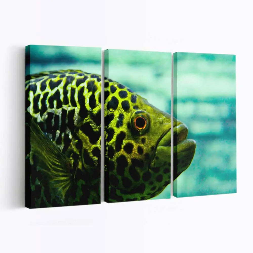 Neugieriger Fisch blickt in die Kamera – Meeresfisch Wandbild