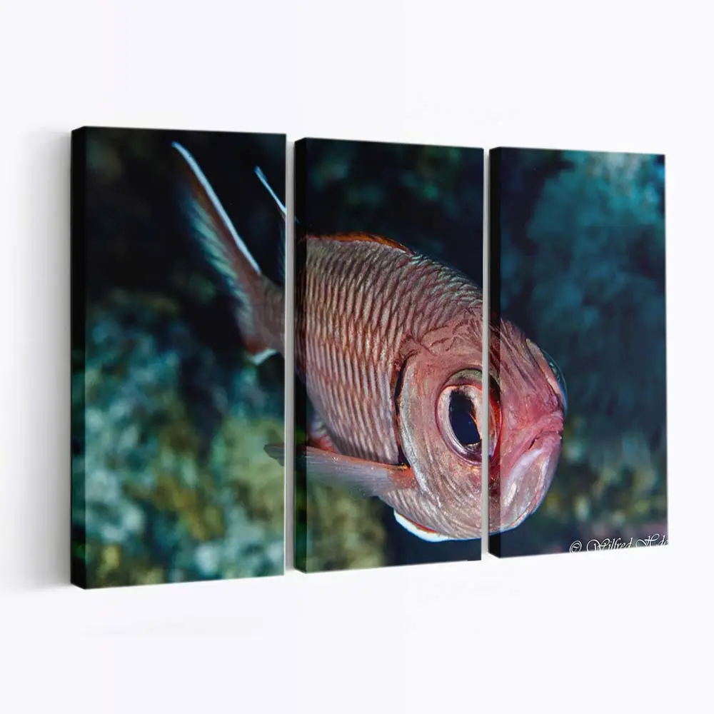 Roter Fisch mit großen Glubschaugen – Meeresfisch Wandbild